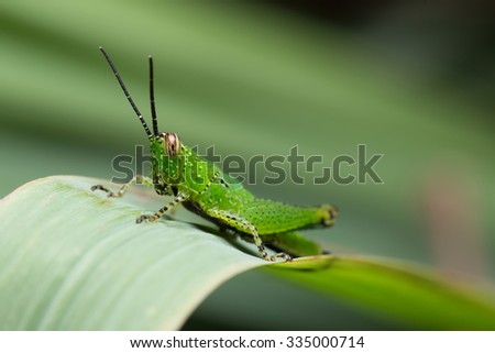 Grasshopper on the Leaf