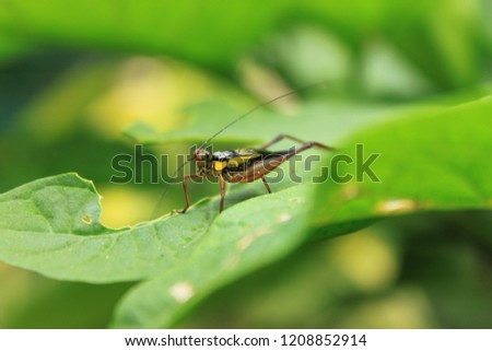 Grasshopper on a leag