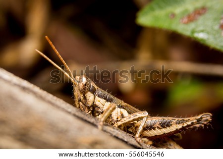 Grasshopper on nature leaves as background