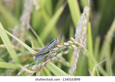 Grasshopper on rice plant.