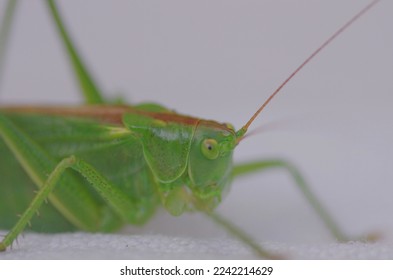 Grasshopper on a Table closeup