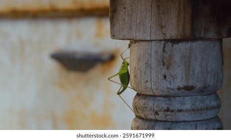 a grasshopper on a table closeup