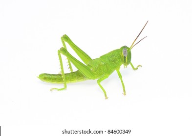 Grasshopper Vector On White Background Stock Vector (Royalty Free ...