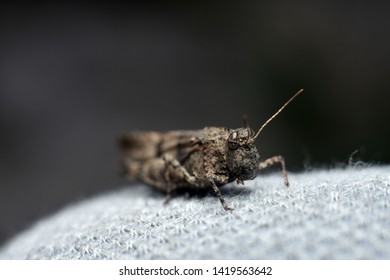 Grasshopper (Orthoptera. Acrididae. Catantopinae). Close-up