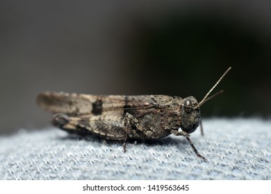 Grasshopper (Orthoptera. Acrididae. Catantopinae). Close-up