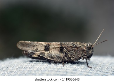 Grasshopper (Orthoptera. Acrididae. Catantopinae). Close-up