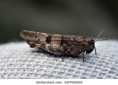 Grasshopper (Orthoptera. Acrididae. Catantopinae). Close-up