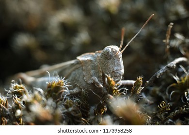 Grasshopper (Orthoptera. Acrididae. Catantopinae). Macro.