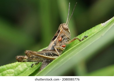 Grasshopper with parasitic mite, Satara, Maharashtra, India - Shutterstock ID 2080085776