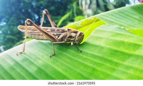 Grasshopper Patanga  eating a banana leaf with gusto
