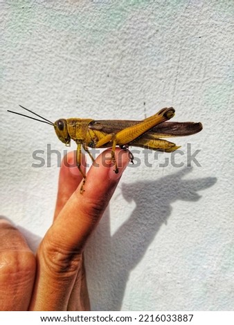 the grasshopper perched on the finger