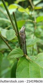 The Grasshopper Perched On The Small Tree Trunk