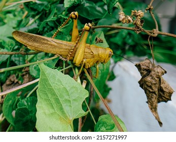 A Grasshopper Perched On A Small Tree Trunk