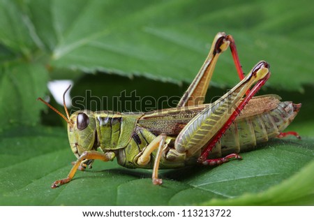 Grasshopper perching on green leaf