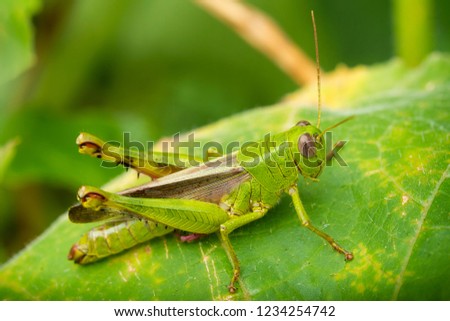 Grasshopper perching on a leaf
