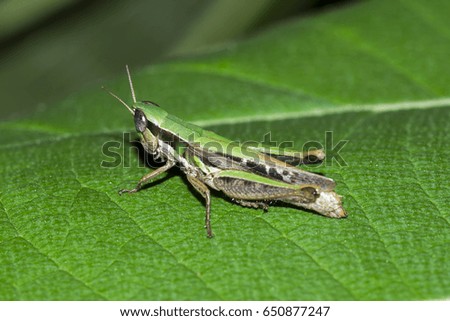 Grasshopper perching on a leaf