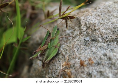 Grasshopper Piggy Back Ride On A Rock