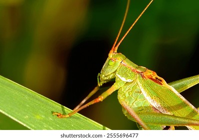 grasshopper posing on a leaf