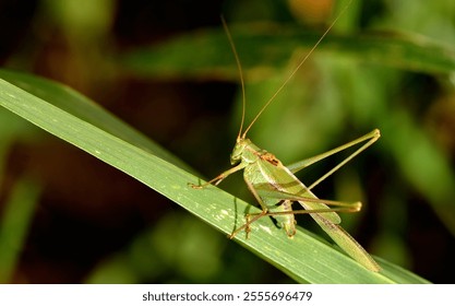 grasshopper posing on a leaf