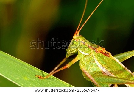 grasshopper posing on a leaf