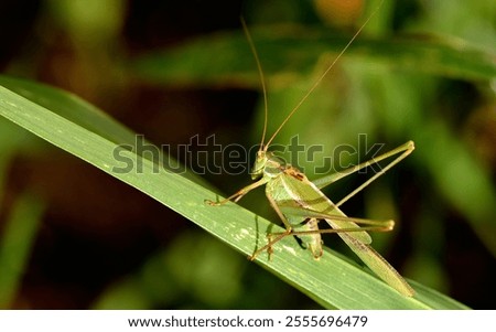 grasshopper posing on a leaf