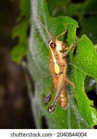 Grasshopper In The Rainforest Understory, Morona Santiago Province, Ecuador