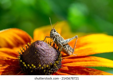 grasshopper resting on rudbeckia flower in garden