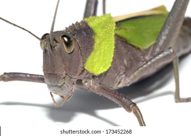 Grasshopper (Romaleidae)