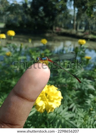 A grasshopper sat on finger