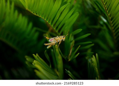 Grasshopper Season On Tampa Bay Area