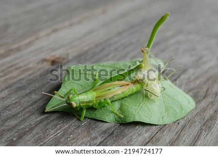 a grasshopper sheds its skin