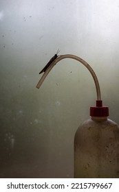 Grasshopper Silhouette Perched On Bottle