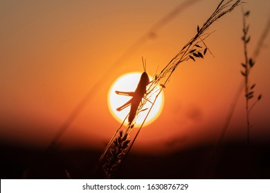Grasshopper sits on the grass against the background of the evening sun. Silhouette of Grasshopper on orange sunset disk background.  - Powered by Shutterstock