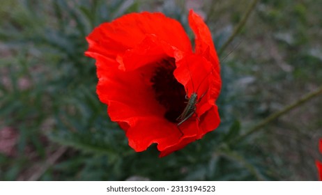 A grasshopper sits on a poppy flower. Insect and flower. Nature.