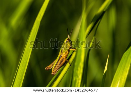 Grasshopper sitting on a blade of grass. Green grasshopper, closeup. Field nature 