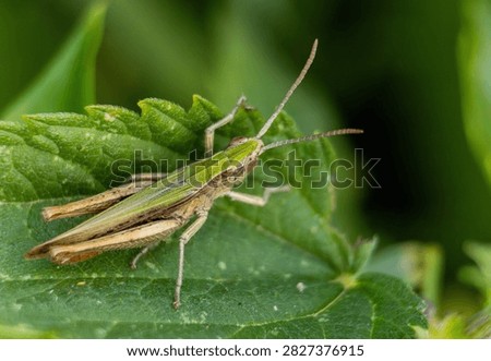 A grasshopper sitting on a grean leaf