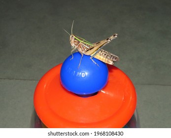 Grasshopper sitting on an object inside a room during night time.                              