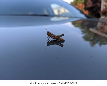 Grasshopper Sitting On A Shinny Car Hood