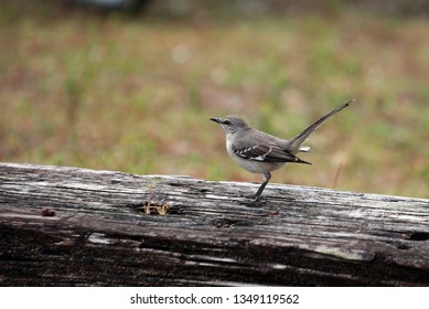 Grasshopper Sparrow, Everglades, Florida, USA