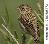 The Grasshopper Sparrow is a small, elusive songbird known for its subtle, insect-like trill, which resembles the sound of a grasshopper. It has a stocky build, a flat head, and a short tail. Its plum