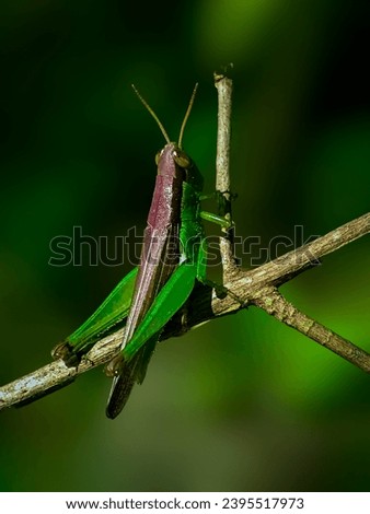 Grasshopper, suborder Caelifera, jumping insects, Oxya, Dichromorpha viridis