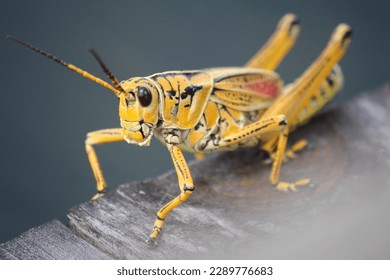 Grasshopper as a symbol - where the focus goes energy flows 