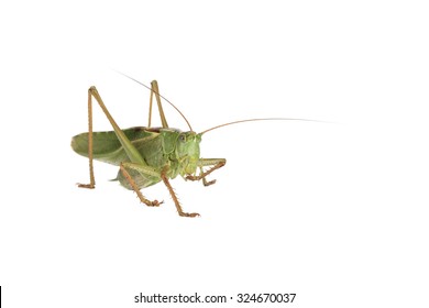 Grasshopper Tettigonia Viridissima Isolated On White Stock Photo (Edit ...