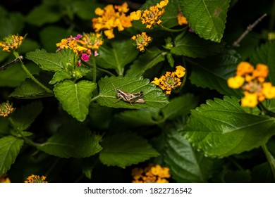 GrassHopper Texas Lantana (Lantana Horrida) Macro 