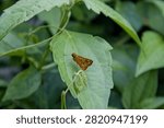 Grasshopper and Tiny Butterfly Resting on Green Grass Leaves in Tropical Vietnam