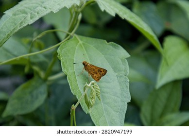 Grasshopper and Tiny Butterfly Resting on Green Grass Leaves in Tropical Vietnam