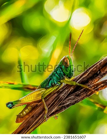 The grasshopper with two colors on its body looks unique and beautiful against the bokeh background