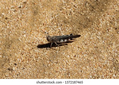 Grasshopper, Urnisa, (Catantopinae) South Australia