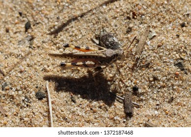 Grasshopper, Urnisa, (Catantopinae) South Australia