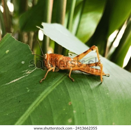 The grasshopper is voraciously devouring a vibrant green leaf, its agile mandibles rhythmically slicing through the foliage as it indulges in a leafy feast.



